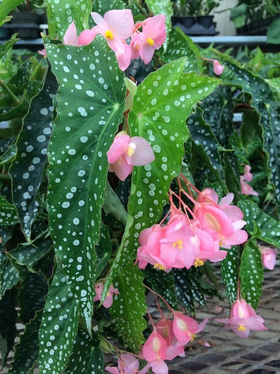 4 Angel Wing Begonia My Special Angel Etsy