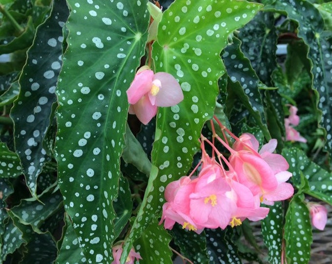 4" Angel Wing Begonia - "My Special Angel"