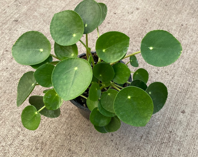 Pilea peperomioides, Chinese Money Plant, UFO Plant 4” pot