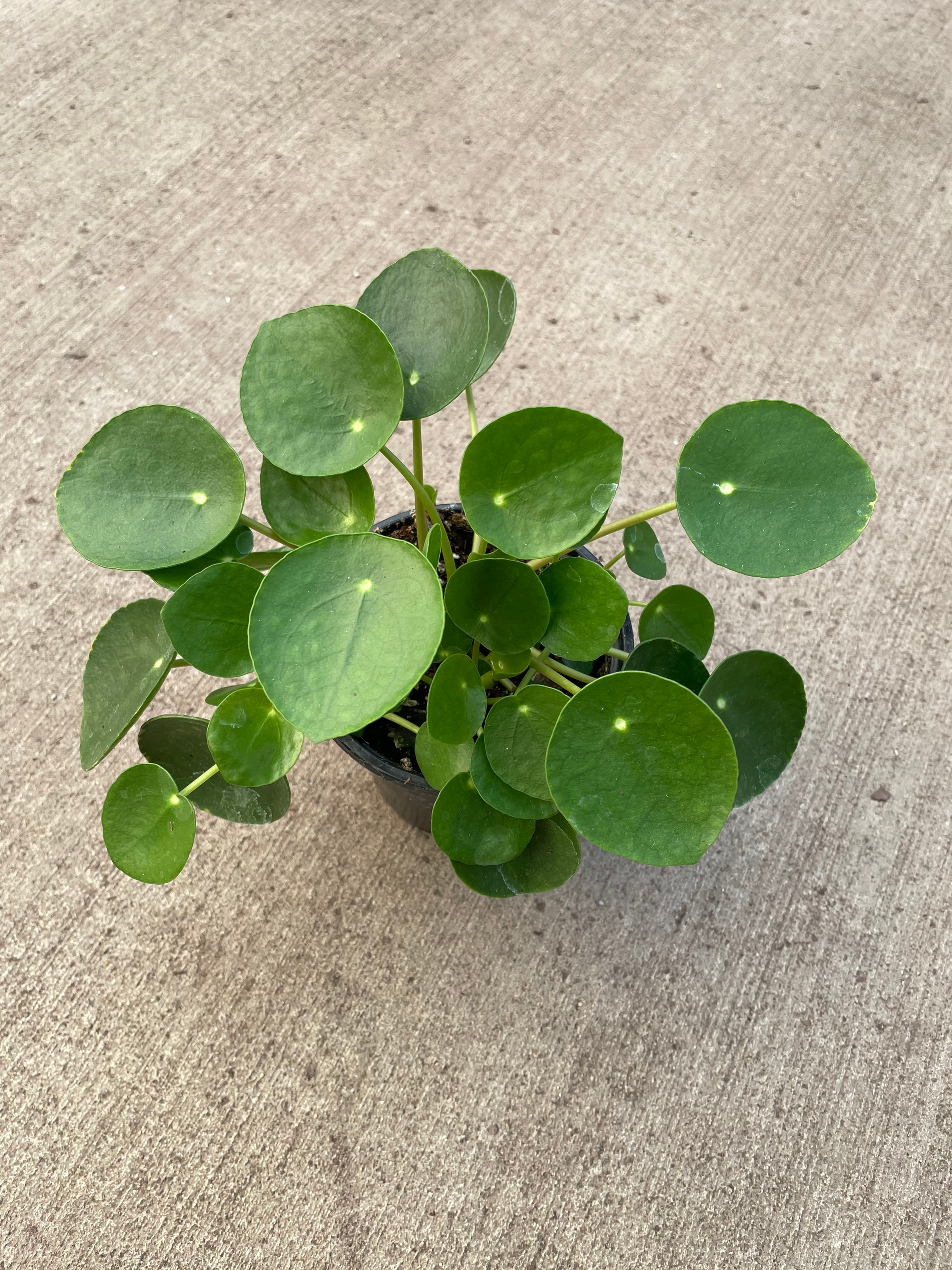 Pilea peperomioides, Chinese Money Plant, UFO Plant 4” pot