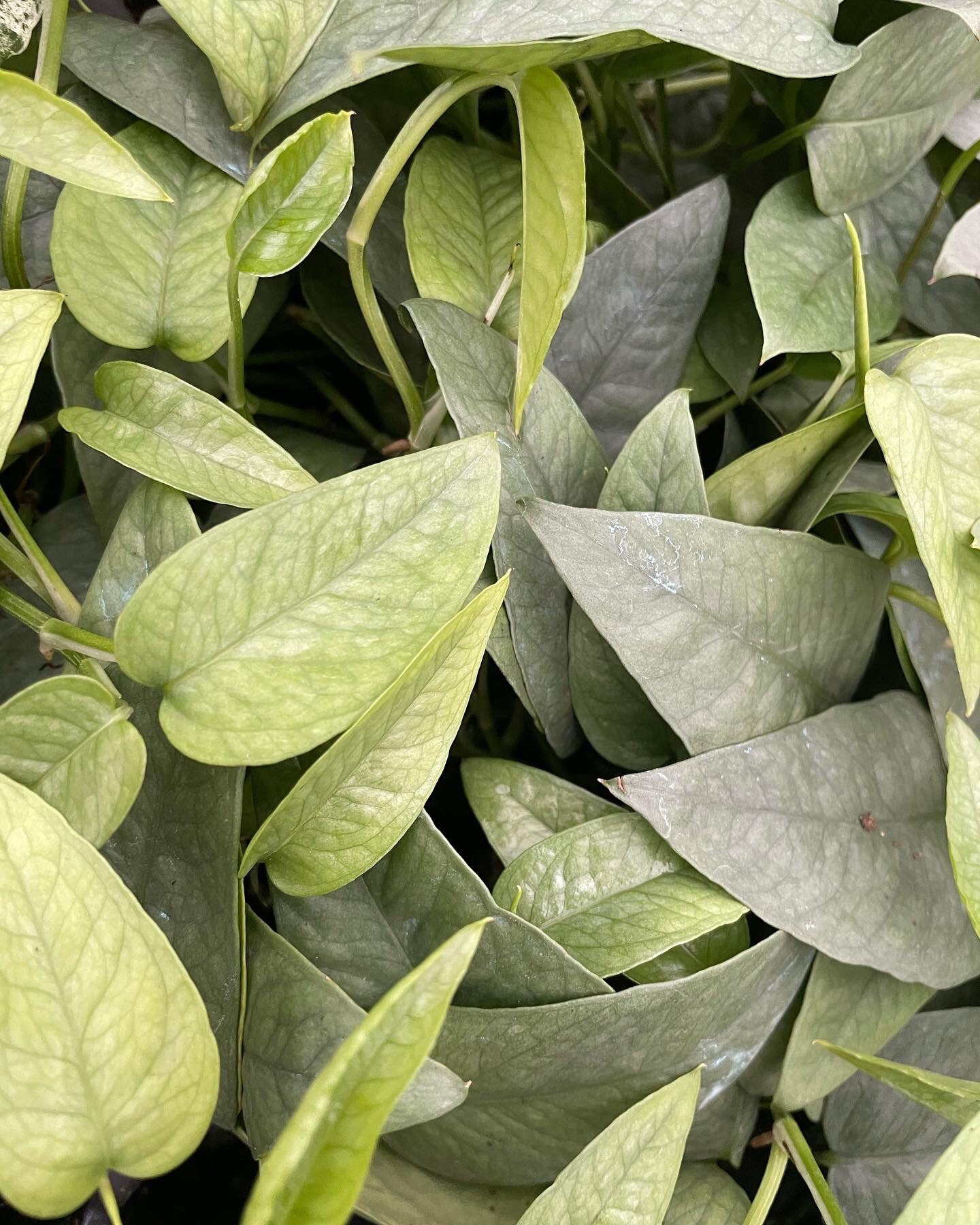 Epipremnum Pinnatum Cebu Blue Cebu Blue Pothos 4 Pot Etsy