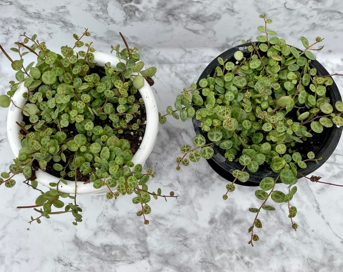 Peperomia prostrata - String of Turtles - 4" Hanging Basket