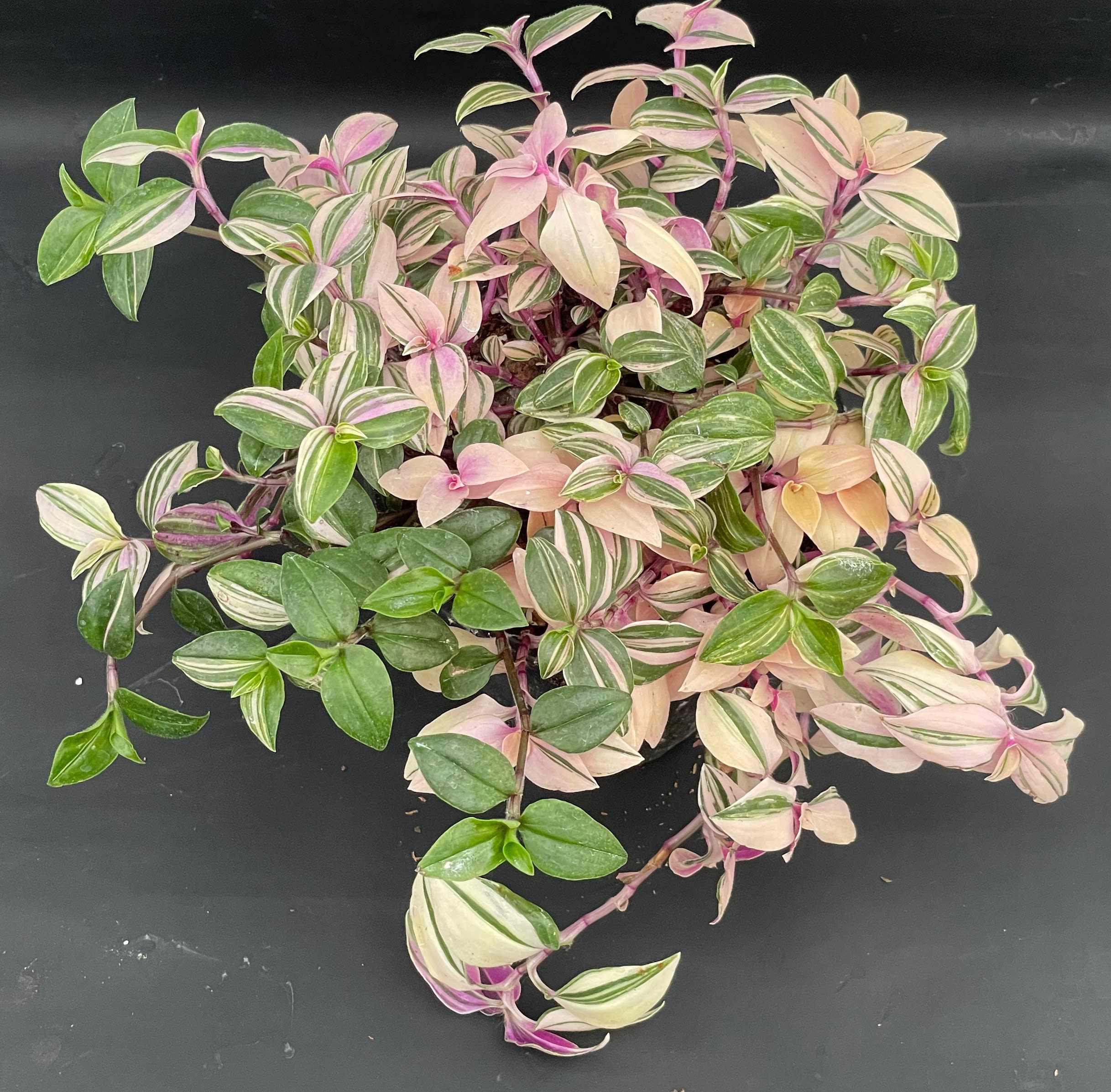 Tradescantia mundula 'Laekenensis Rainbow'/'Tricolor' 4 Pot Limit 2
