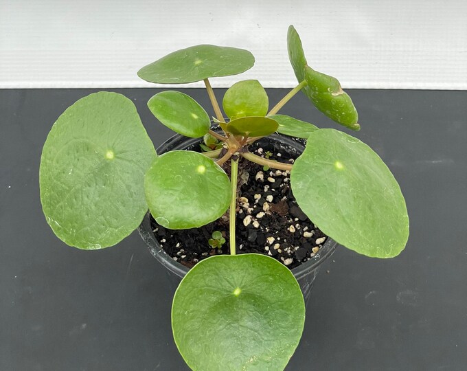 Pilea peperomioides, Chinese Money Plant, UFO Plant 4” pot