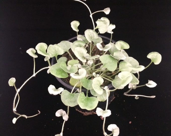 4" Dichondra 'Silver Falls' - Please read full listing details