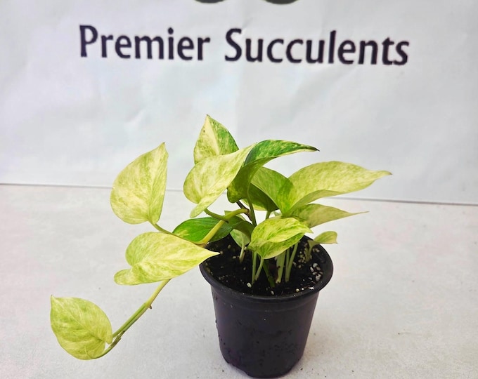 Neon Queen Pothos, 4" pot