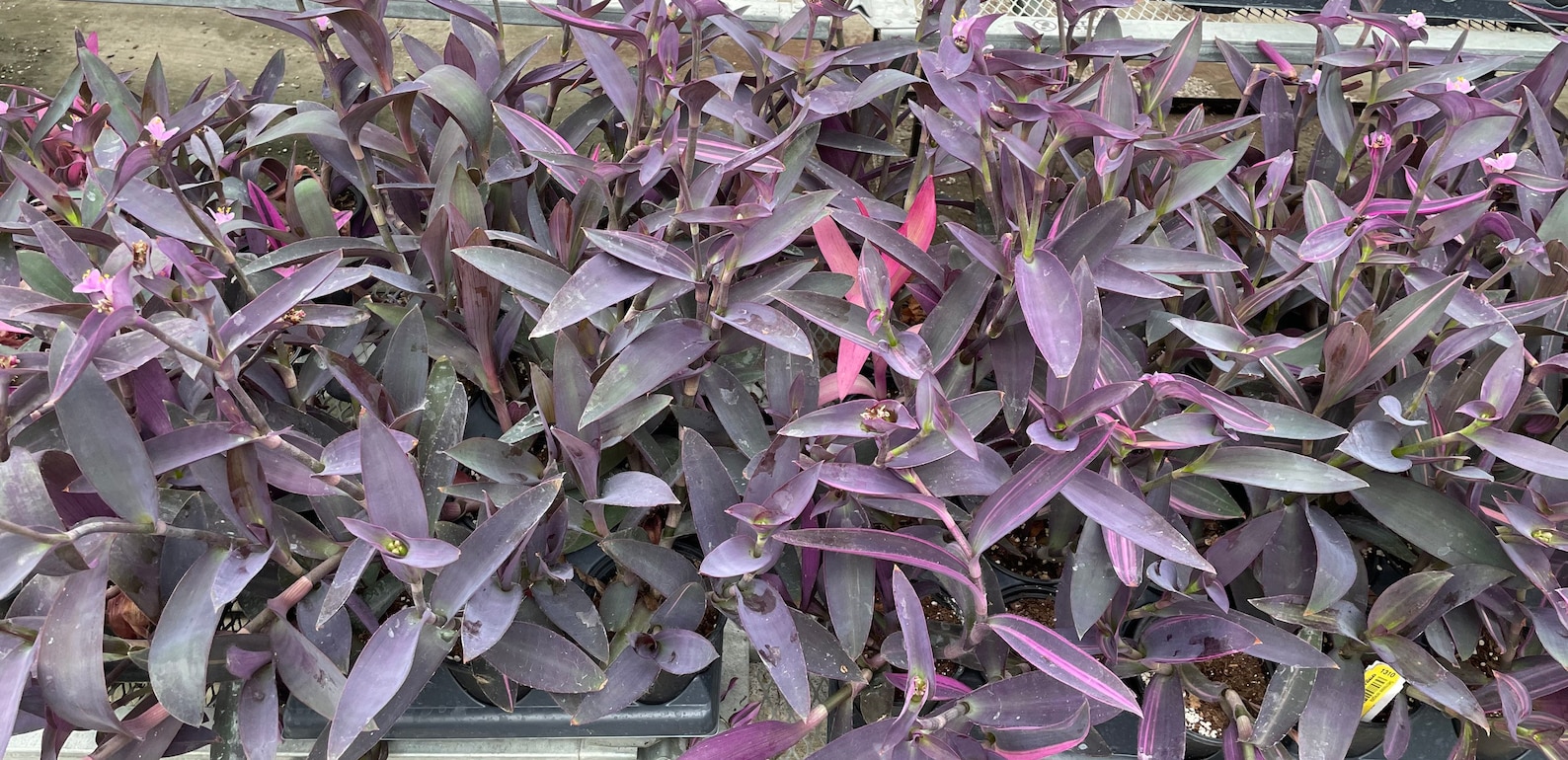 Tradescantia pallida 'Pink Stripes 4 Pot | Etsy