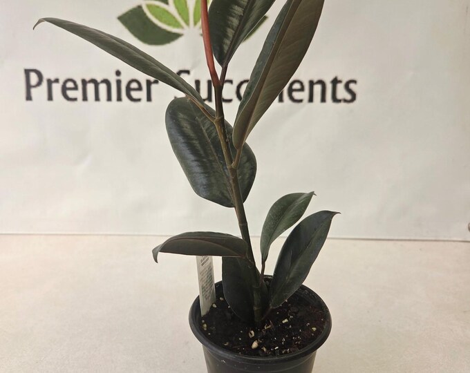 Ficus Elastica ‘Abidjan’ Rubber Plant - 4" pot - Ficus Burgundy
