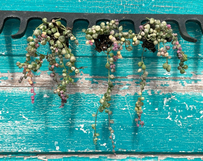 Variegated String of Pearls - Senecio Rowleyanus variegata- rooted starter plants