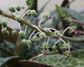 Silver Squill - Ledebouria Socialis - 3 quot