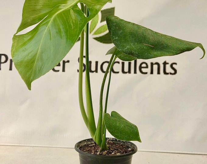 Monstera Deliciosa - 4" pot