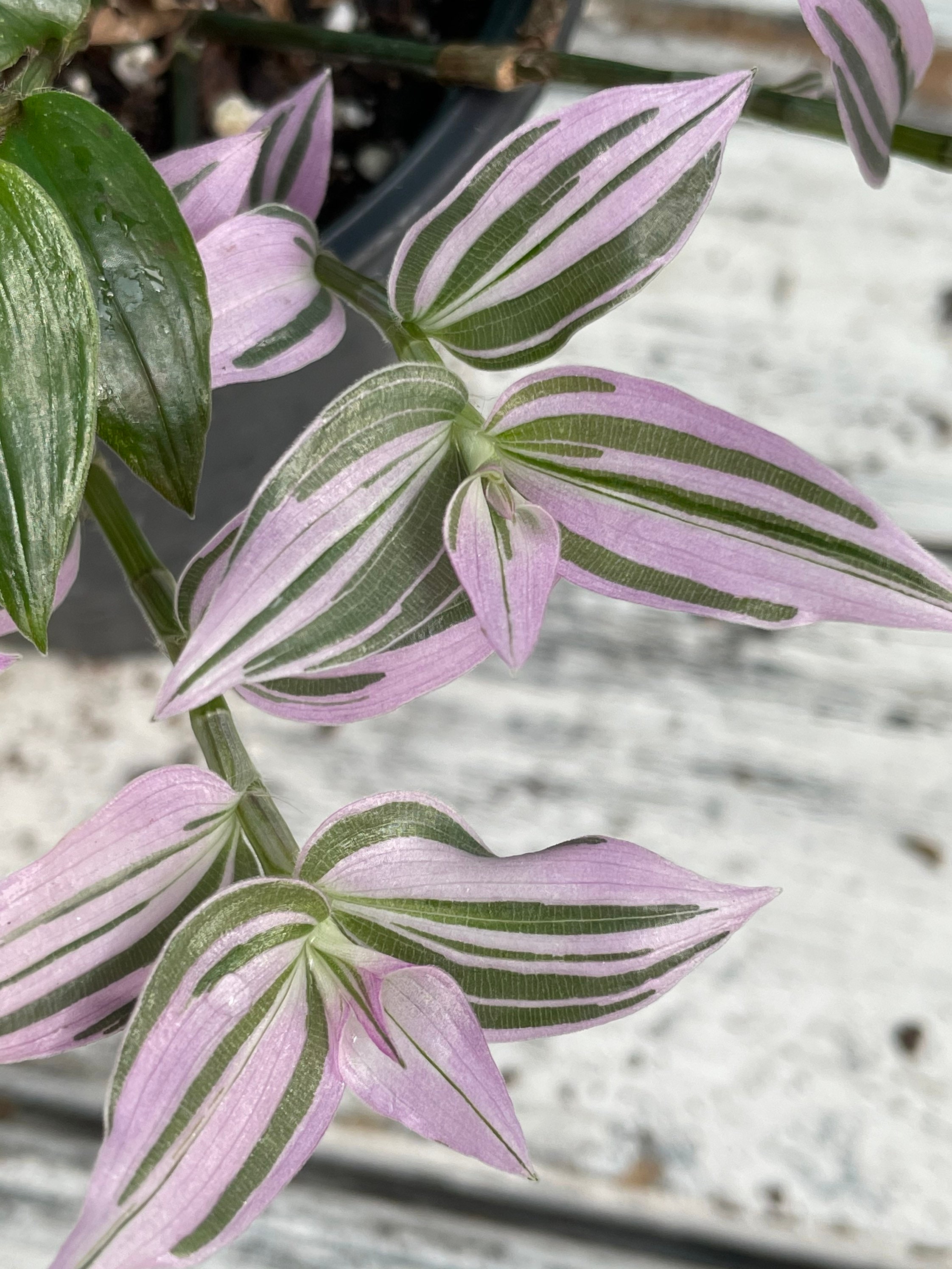 tradescantia fluminensis