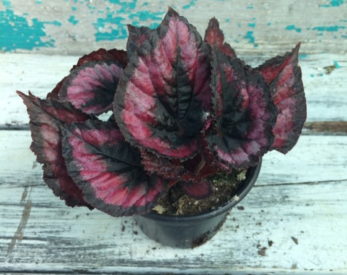 Rex begonia - Red Kiss - 4" pot