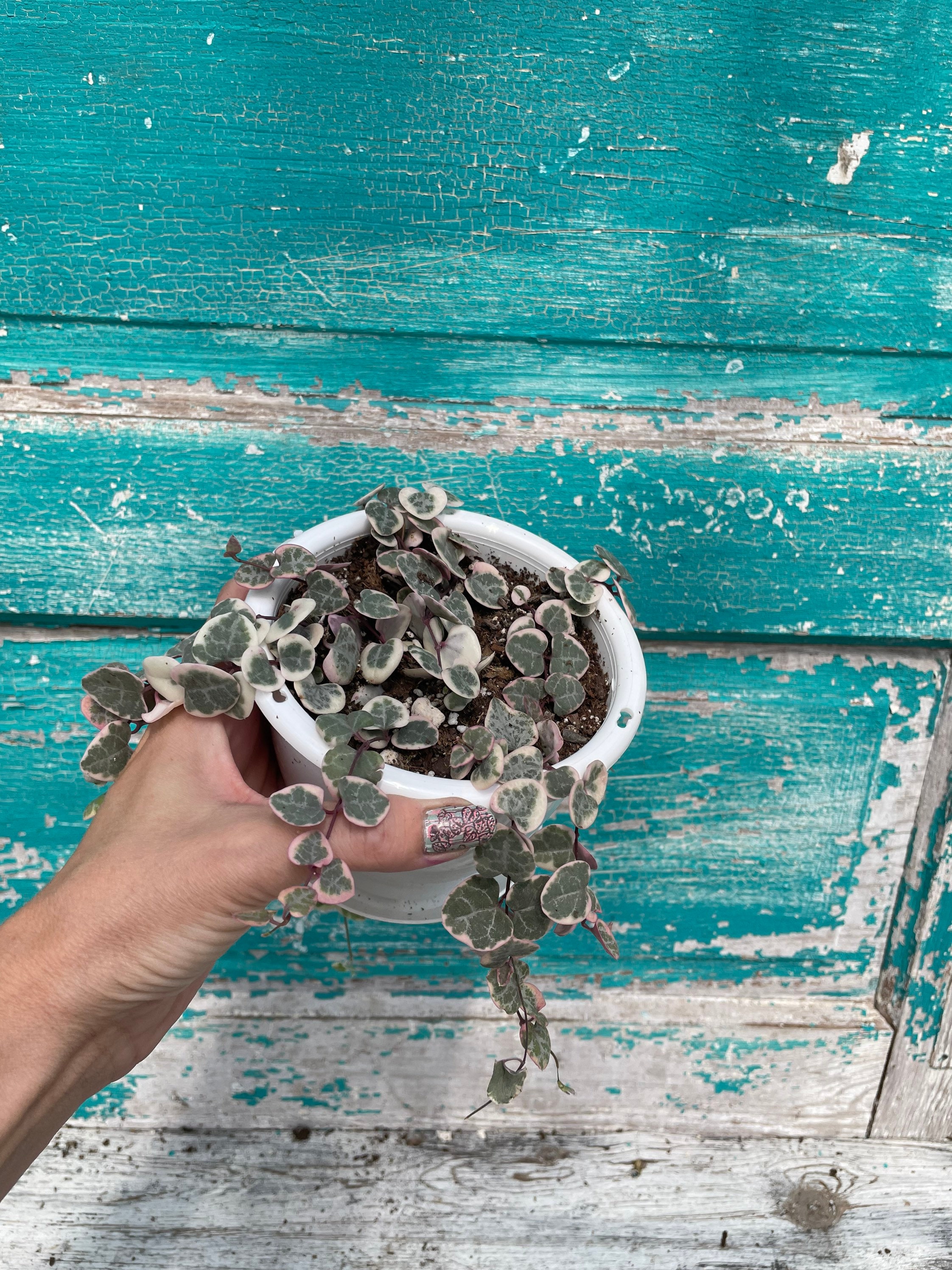 Variegated String of Hearts 4 Hanging Basket