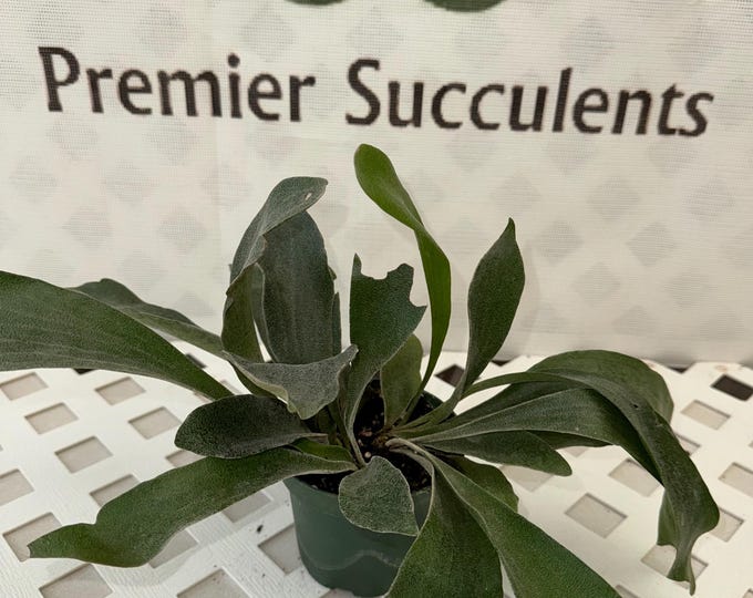 Staghorn Fern - 4" or 6” pot