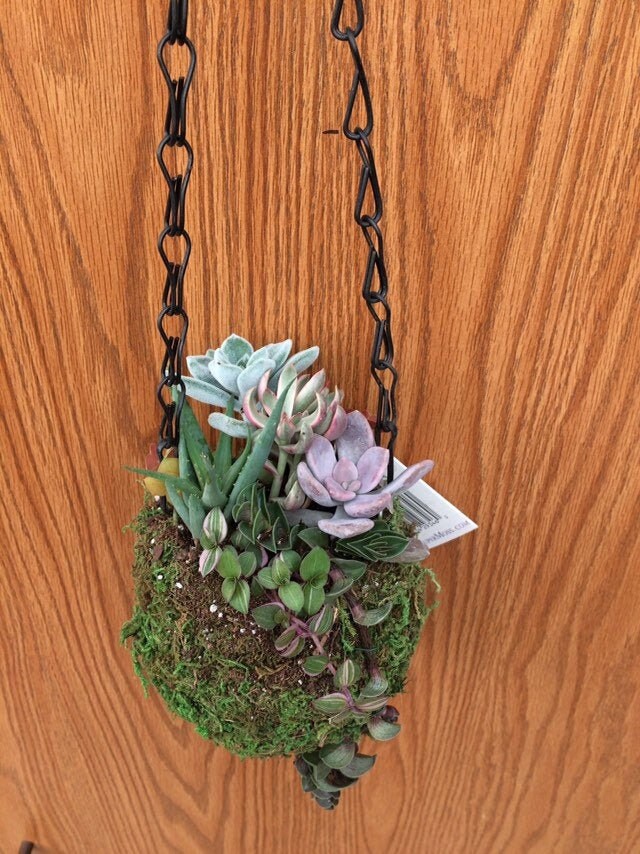 Kokedama Hanging Planter, Moss Ball Planter