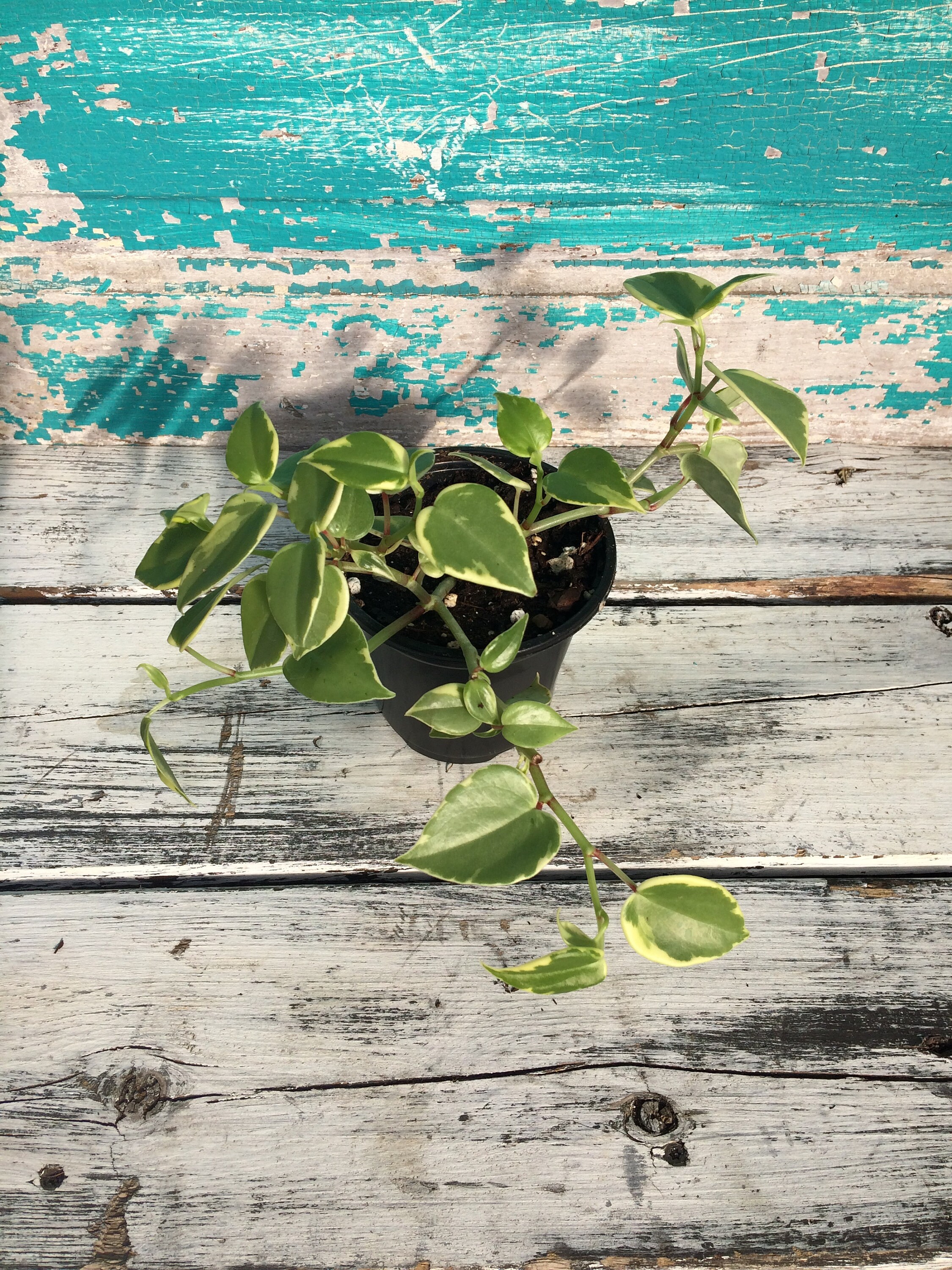 Variegated Cupid Peperomia - Peperomia scandens - 4" pot