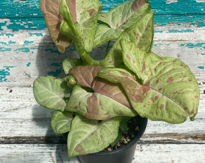 Syngonium - 4" pot - Confetti