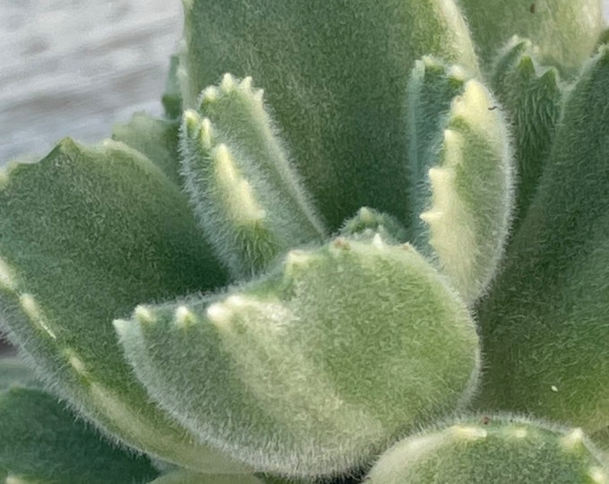 Variegated Bear's Paw - Cotyledon tomentosa subsp. ladismithiensis variegata - 3" Pot