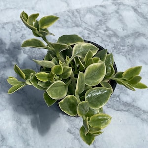 Doreanthus ‘Mezoo’ - aptenia cordifolia - 4&quot; pot