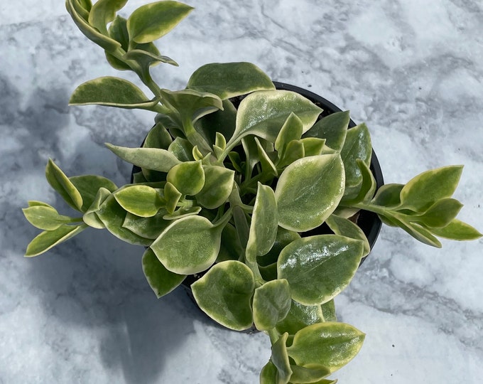 Doreanthus ‘Mezoo’ - aptenia cordifolia - 4" pot