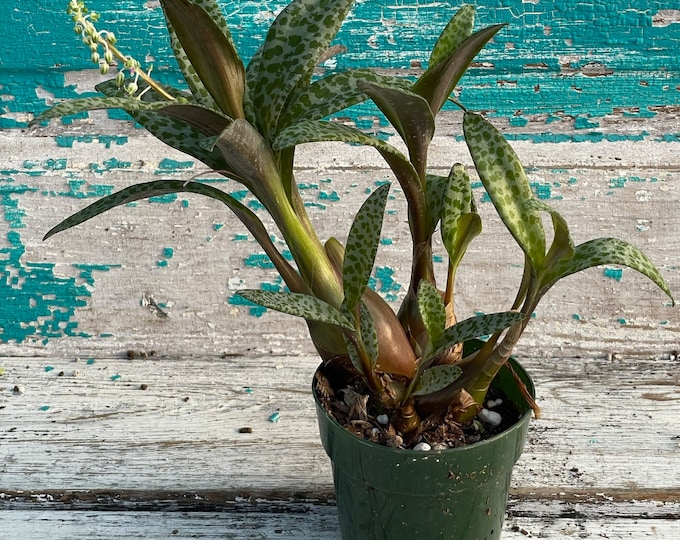 Silver Squill - Ledebouria Socialis - 3" pot