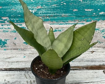 Sansevieria 'Moonshine' - 4" pot