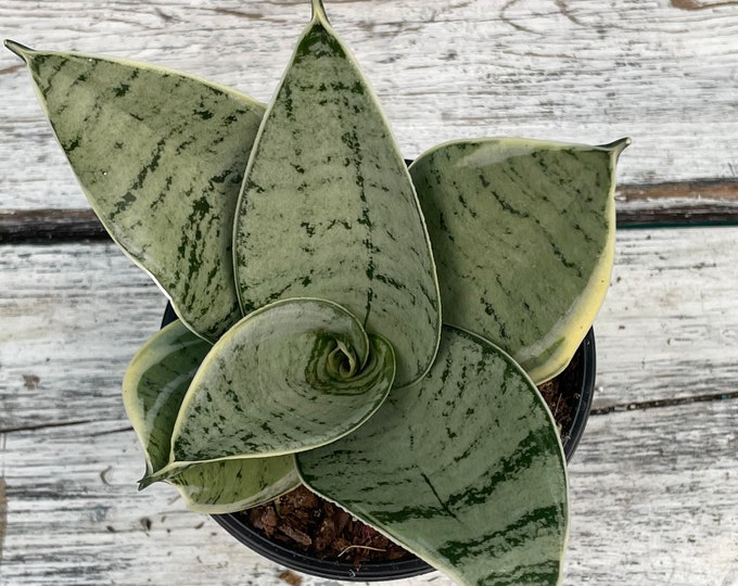 Sansevieria 'Silver Star'- Bird's Nest Snake Plant - 4" Pot or unrooted plant