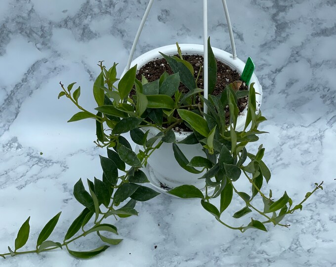 Lipstick Plant - 4" Hanging Basket - Aeschynanthus radicans
