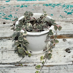 May include: A white plastic pot filled with a String of Hearts plant. The plant has heart-shaped leaves with green and white variegation, and some leaves have a pink hue. The plant is spilling over the sides of the pot.
