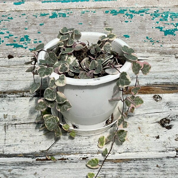 Variegated String of Hearts Etsy