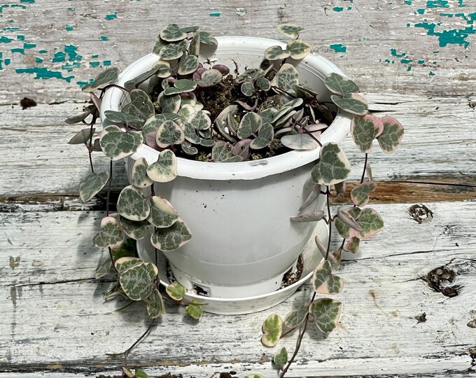 Variegated String of Hearts 'Pretty Pink' 4" Hanging Basket