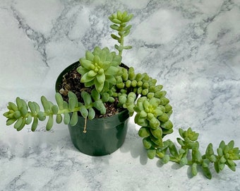 Burro's Tail - Sedum  morganianum 'Burrito' - 3" pot