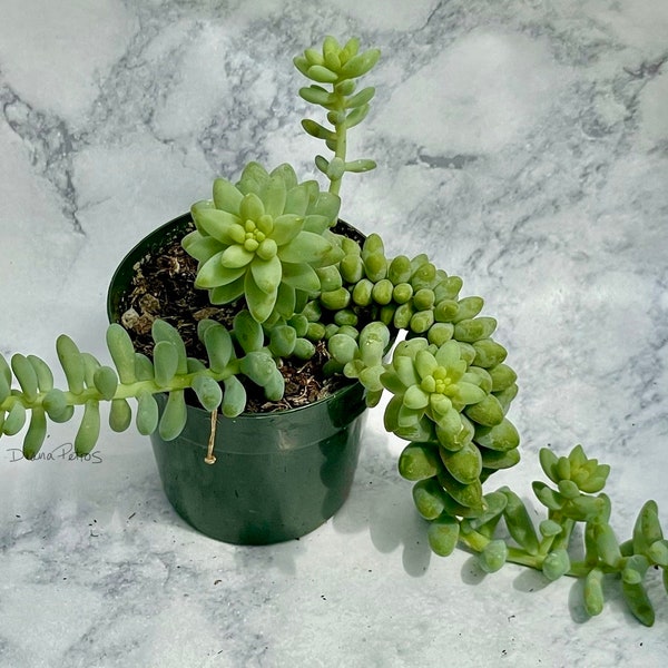 Burro's Tail - Sedum  morganianum 'Burrito' - 3" pot