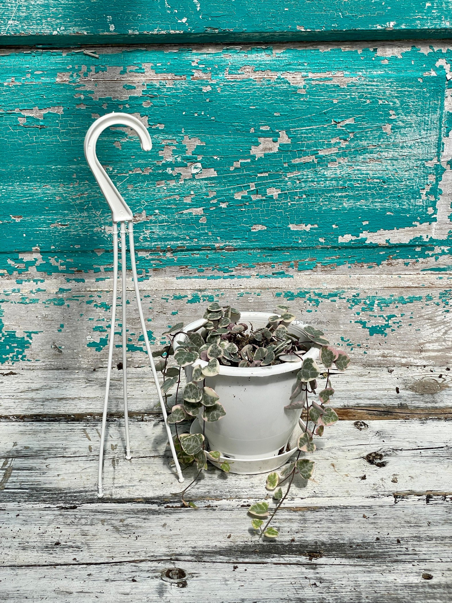 Variegated String of Hearts 4 Hanging Basket