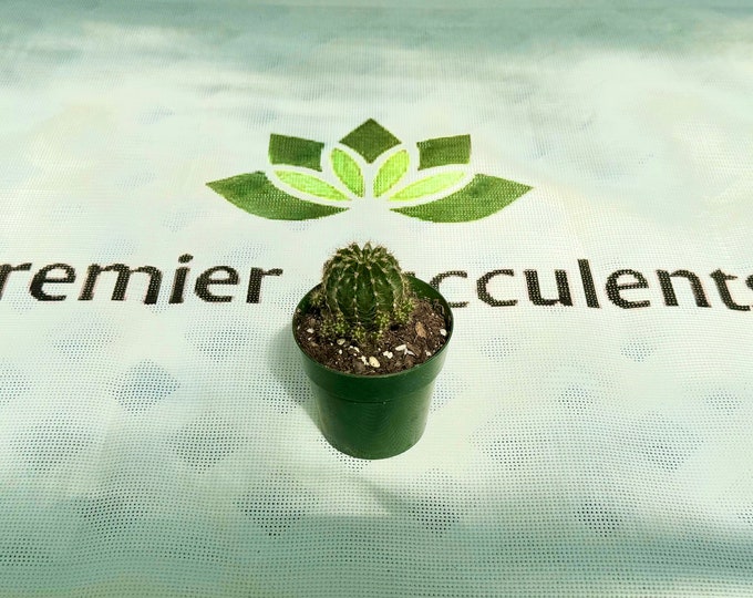 Hedgehog Cactus - 3" pot