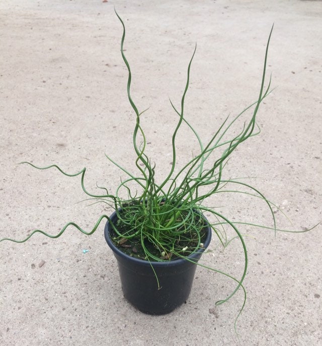 4 Juncus 'Twisted’