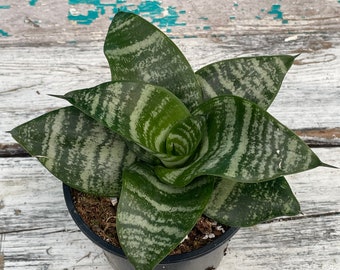 Sansevieria 'Forest Star'- 4" Pot