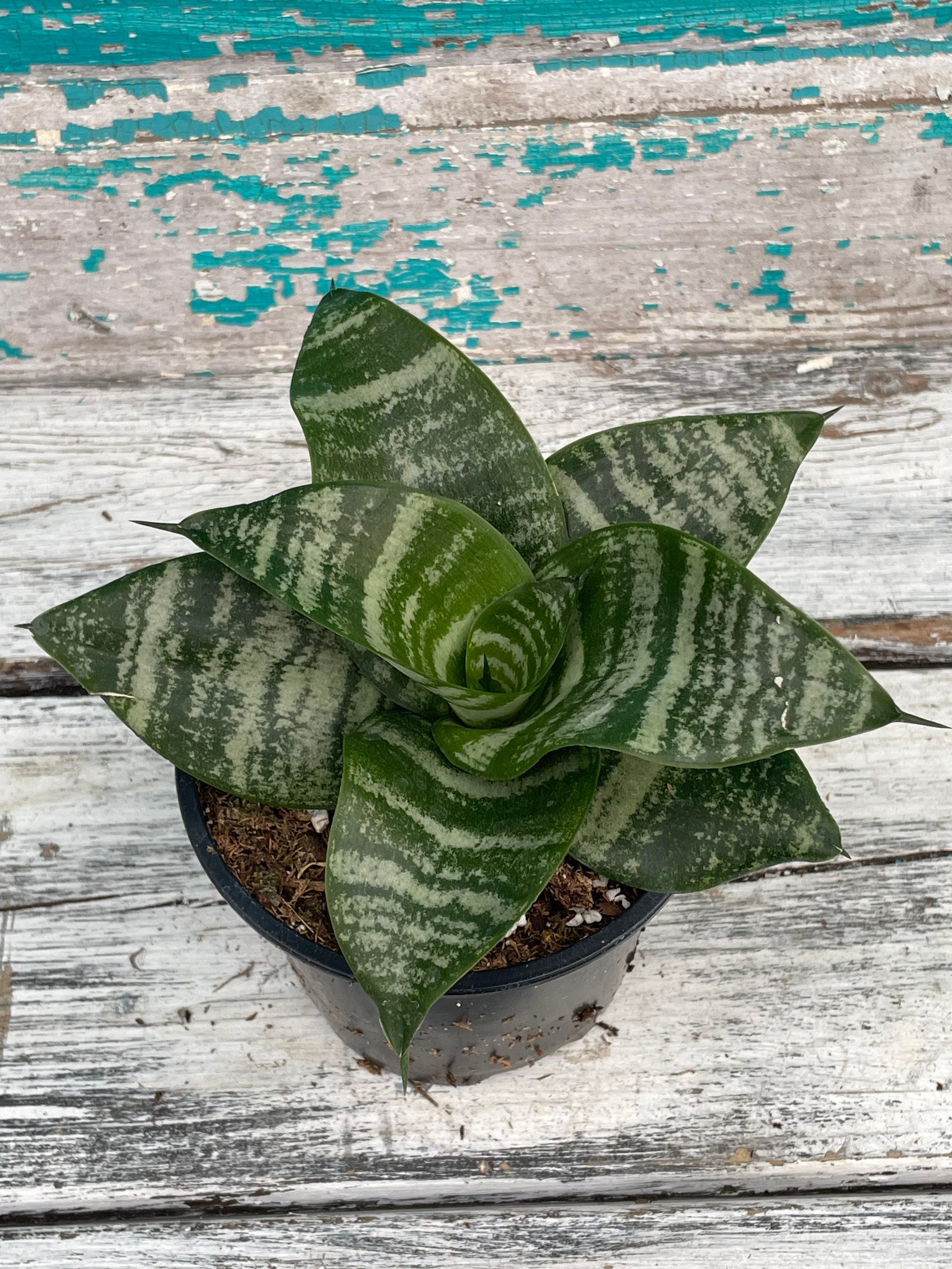 Snake Plant Bird's Nest