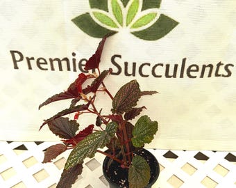 Begonia Maculata 'Pink Spot' - 4" pot