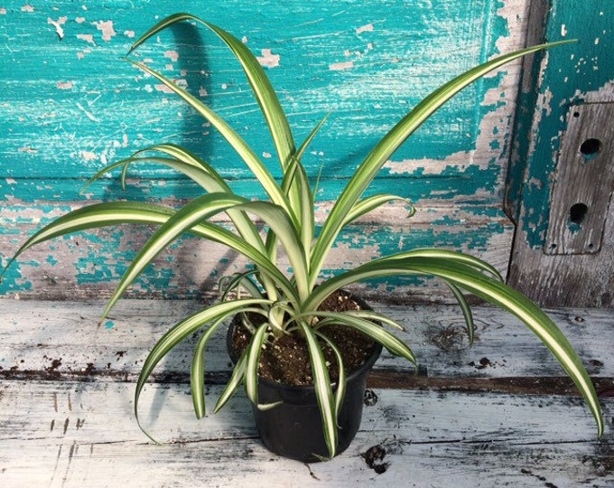 Variegated Spider Plant - 4" pot