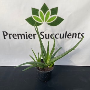 May include: A green aloe vera plant in a black plastic pot. The plant has long, spiky leaves and is growing in a white pot with the text "Premier Succulents" on it.