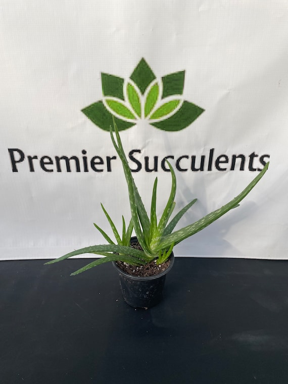 aloe vera pflanze weiche bltter Aloe vera  Rosetten-Sukkulente kaufen