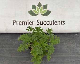 Scented  Geranium ‘Citronella’ - 6”