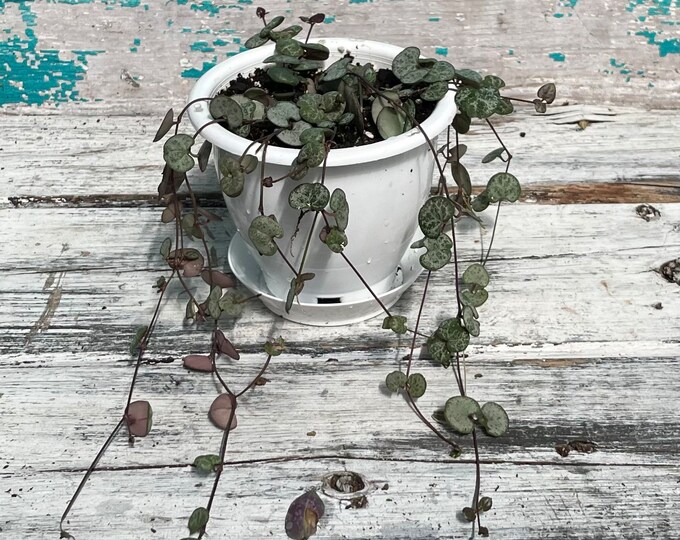 Silver Glory String of Hearts 4" White Hanging Basket with removable hanger and saucer