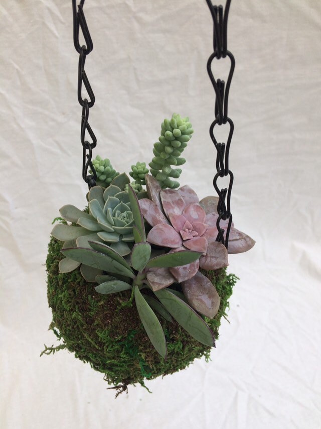 Kokedama Hanging Planter, Moss Ball Planter