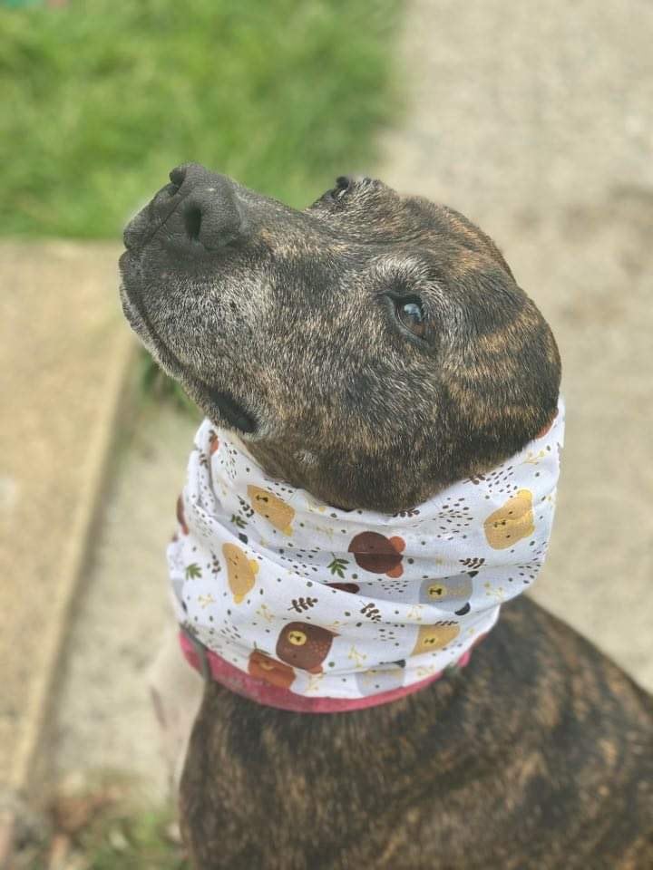 Pet Snoods. Dog Snood, dog ear protection pet snoods S,M,L, dog ear covering snood, pet snood, ear protector dogs snood