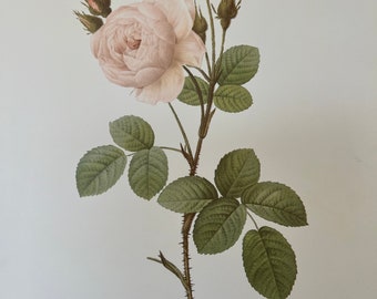 Rose vintage print varieties