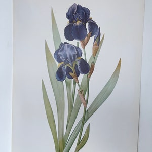 Iris vintage print