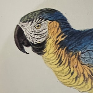 Parrot Vintage Prints
